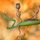 Mantis Religiosa 