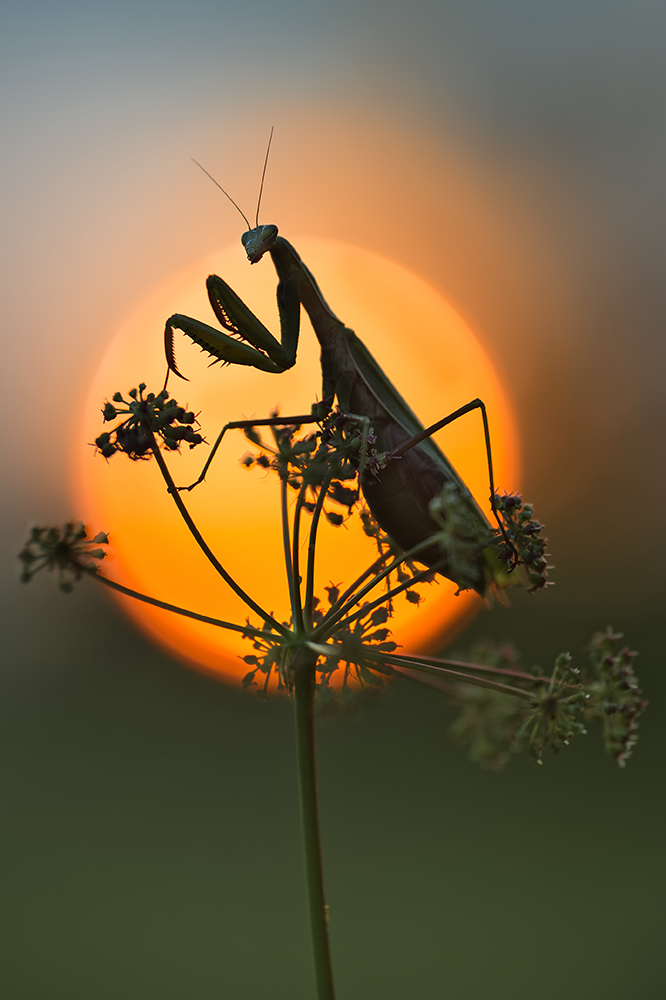 ~ mantis religiosa ~