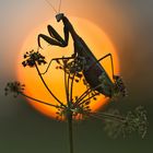 ~ mantis religiosa ~