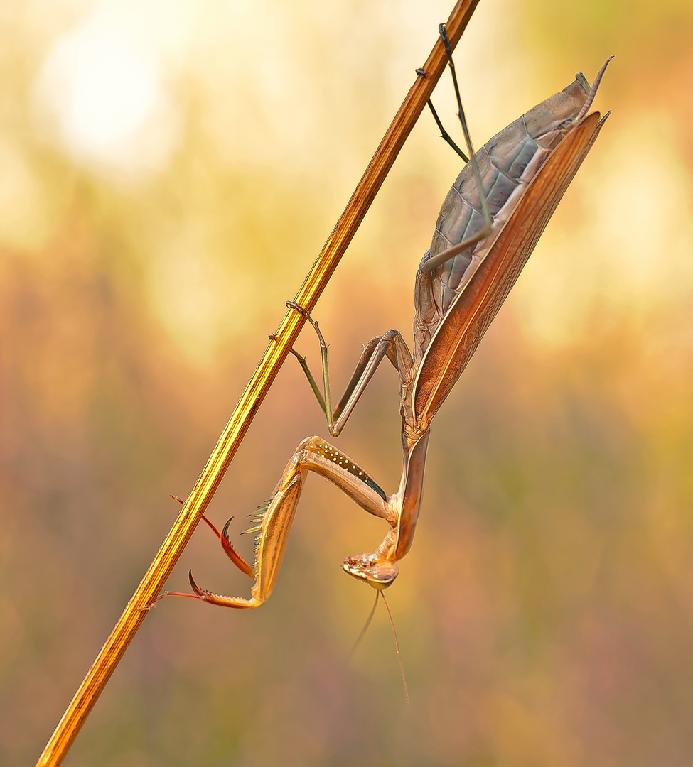 Mantis religiosa