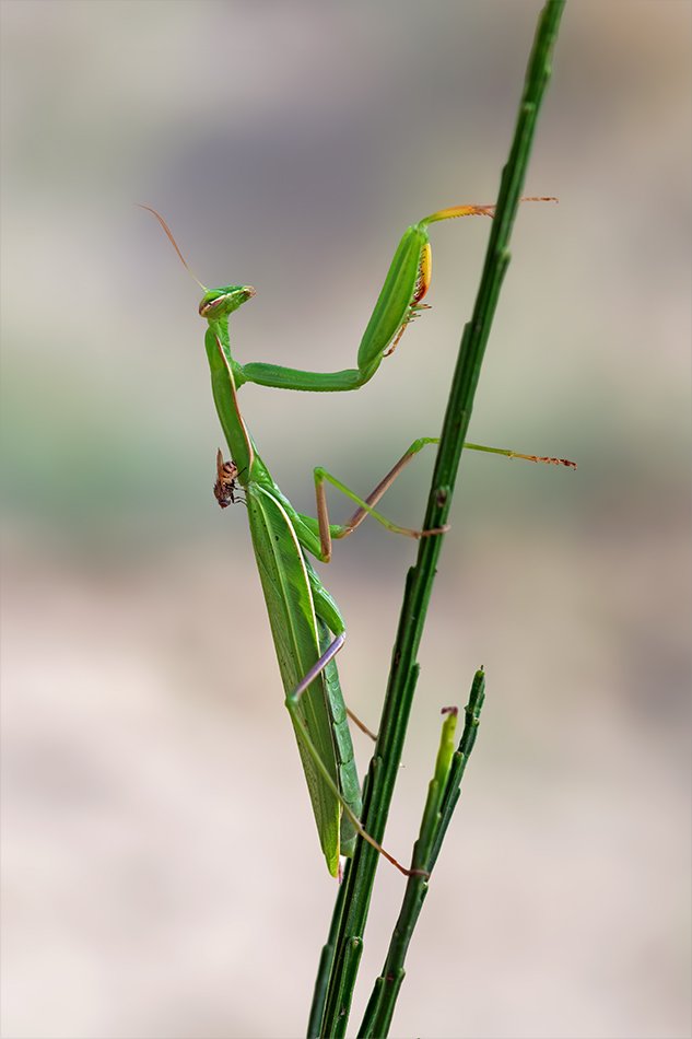 Mantis religiosa