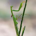 Mantis religiosa