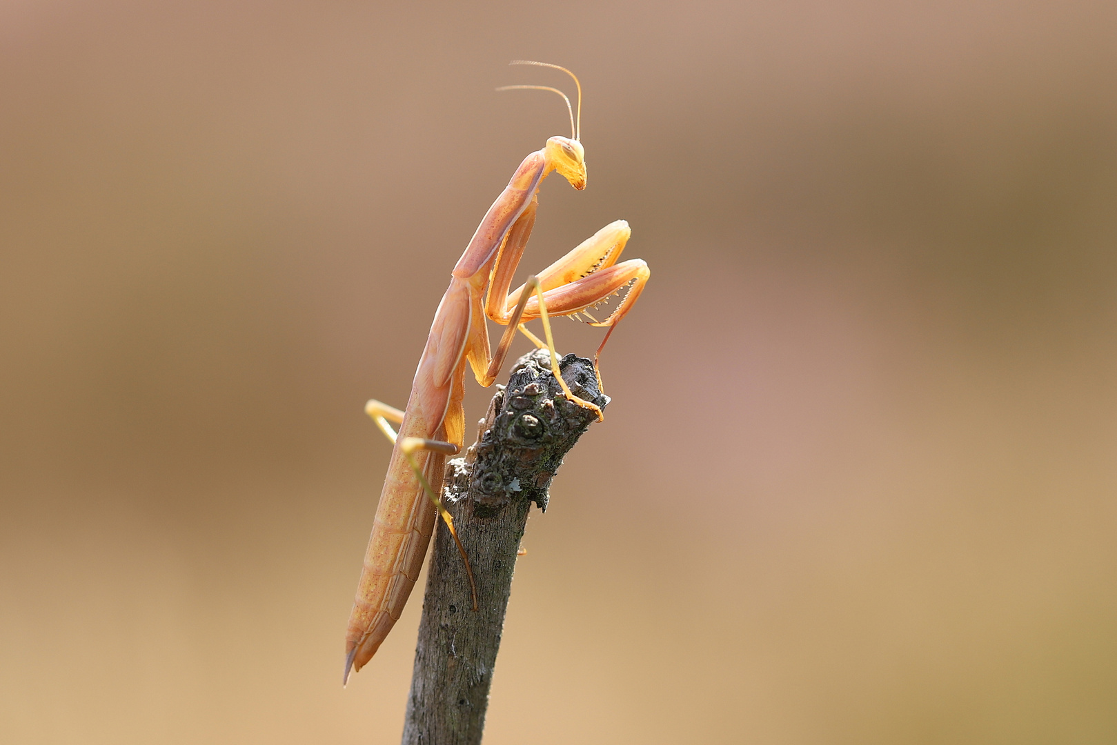 Mantis religiosa 