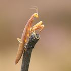 Mantis religiosa 