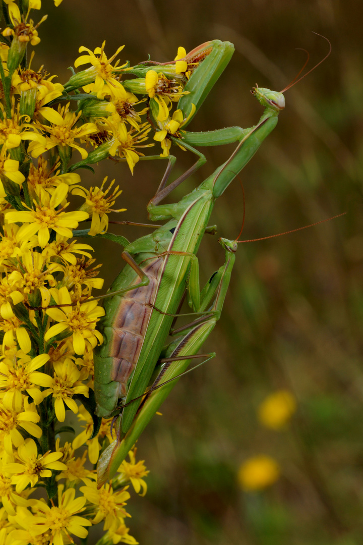 Mantis religiosa