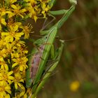 Mantis religiosa