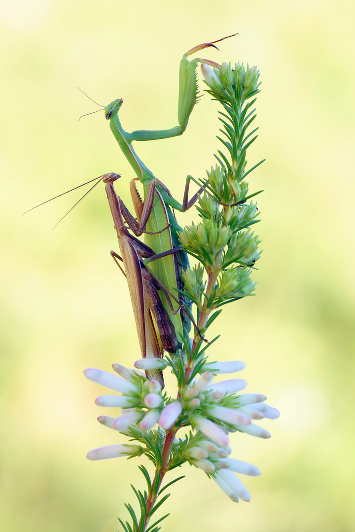 Mantis religiosa (3.9.2020 Kärnten)