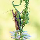 Mantis religiosa (3.9.2020 Kärnten)