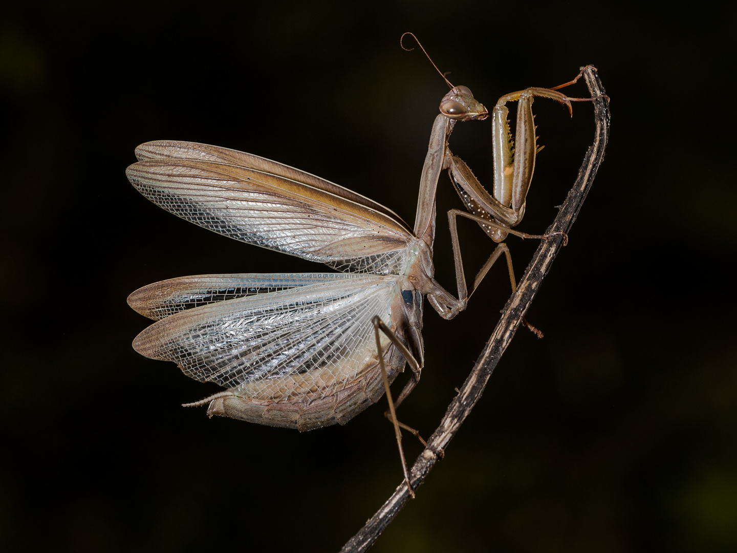 Mantis religiosa