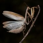 Mantis religiosa