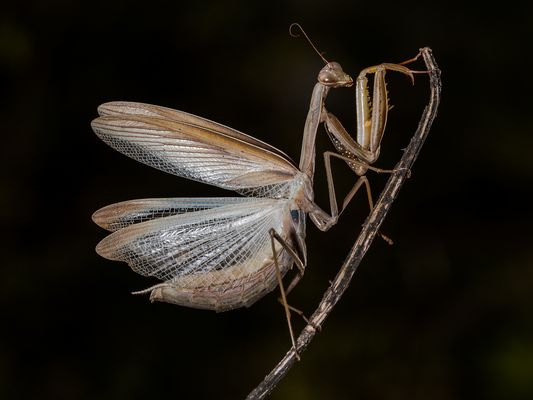 Mantis religiosa