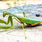 mantis religiosa