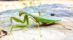 mantis religiosa