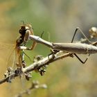 Mantis religiosa