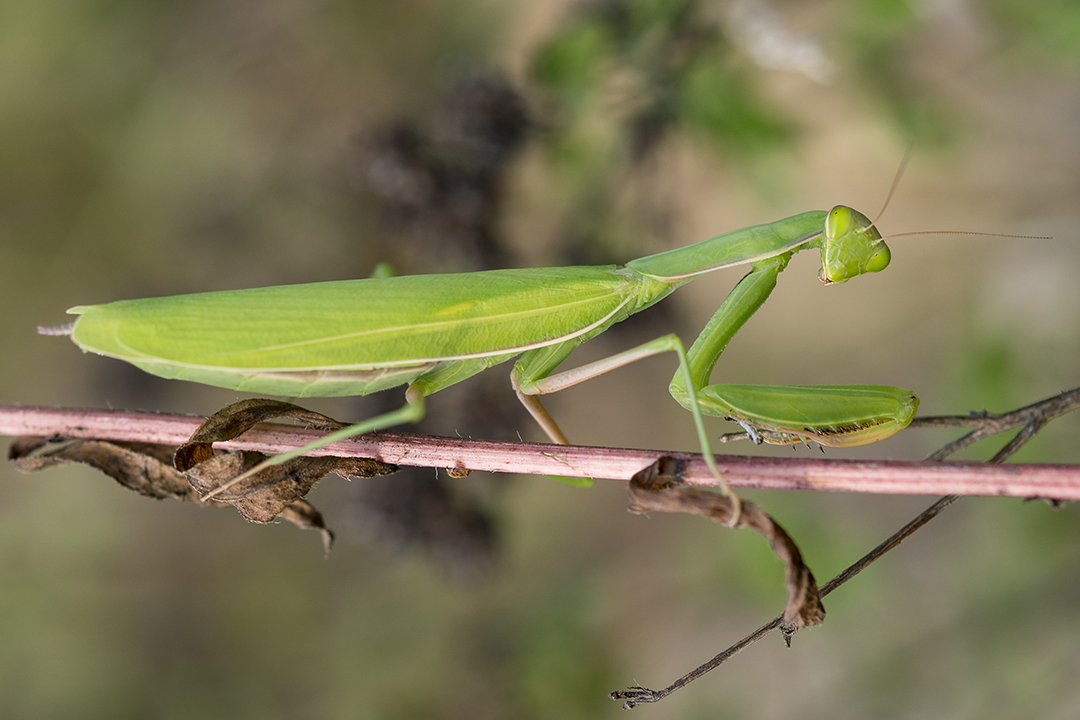 Mantis Religiosa