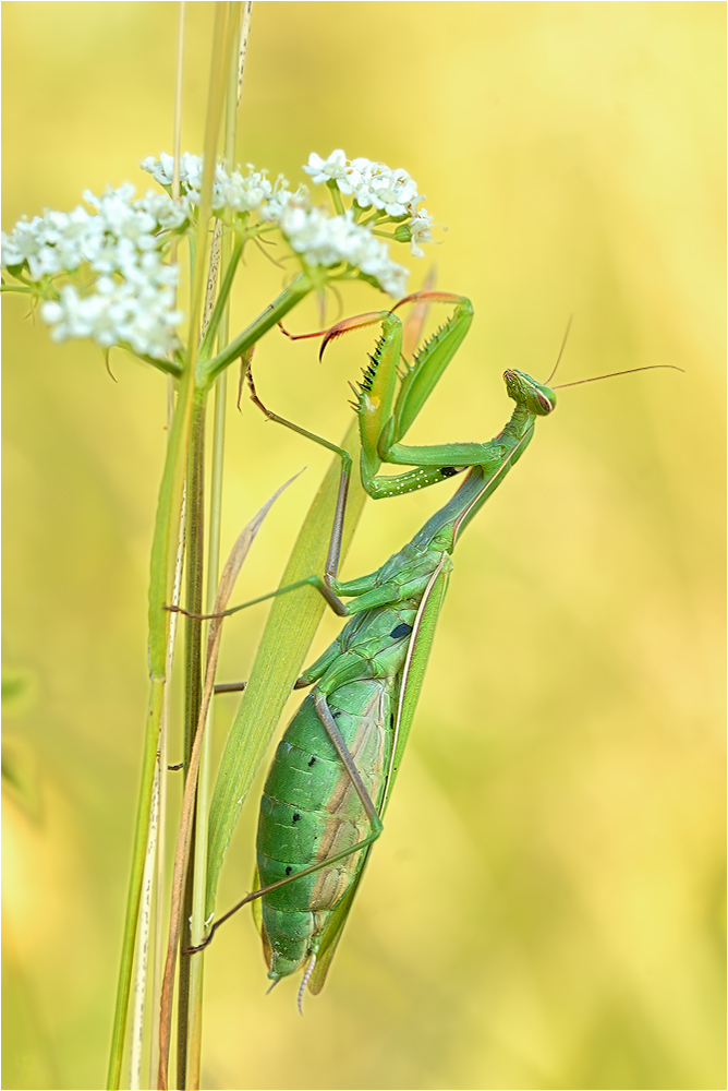 Mantis religiosa ..