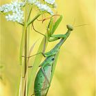 Mantis religiosa ..