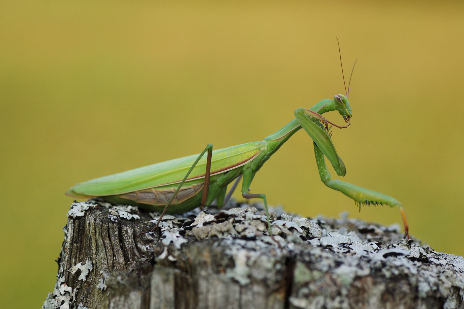 Mantis religiosa