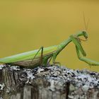 Mantis religiosa