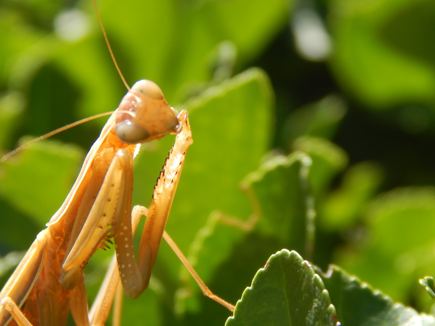 Mantis religiosa