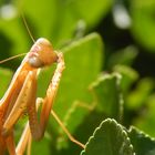 Mantis religiosa