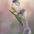 Mantis Religiosa