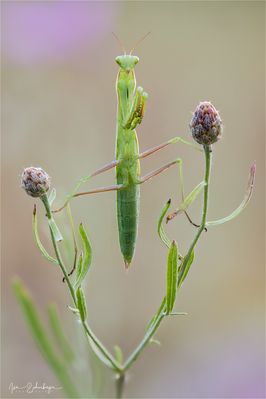 Mantis religiosa