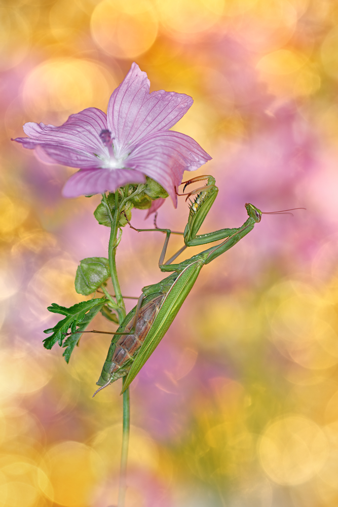 Mantis Religiosa 