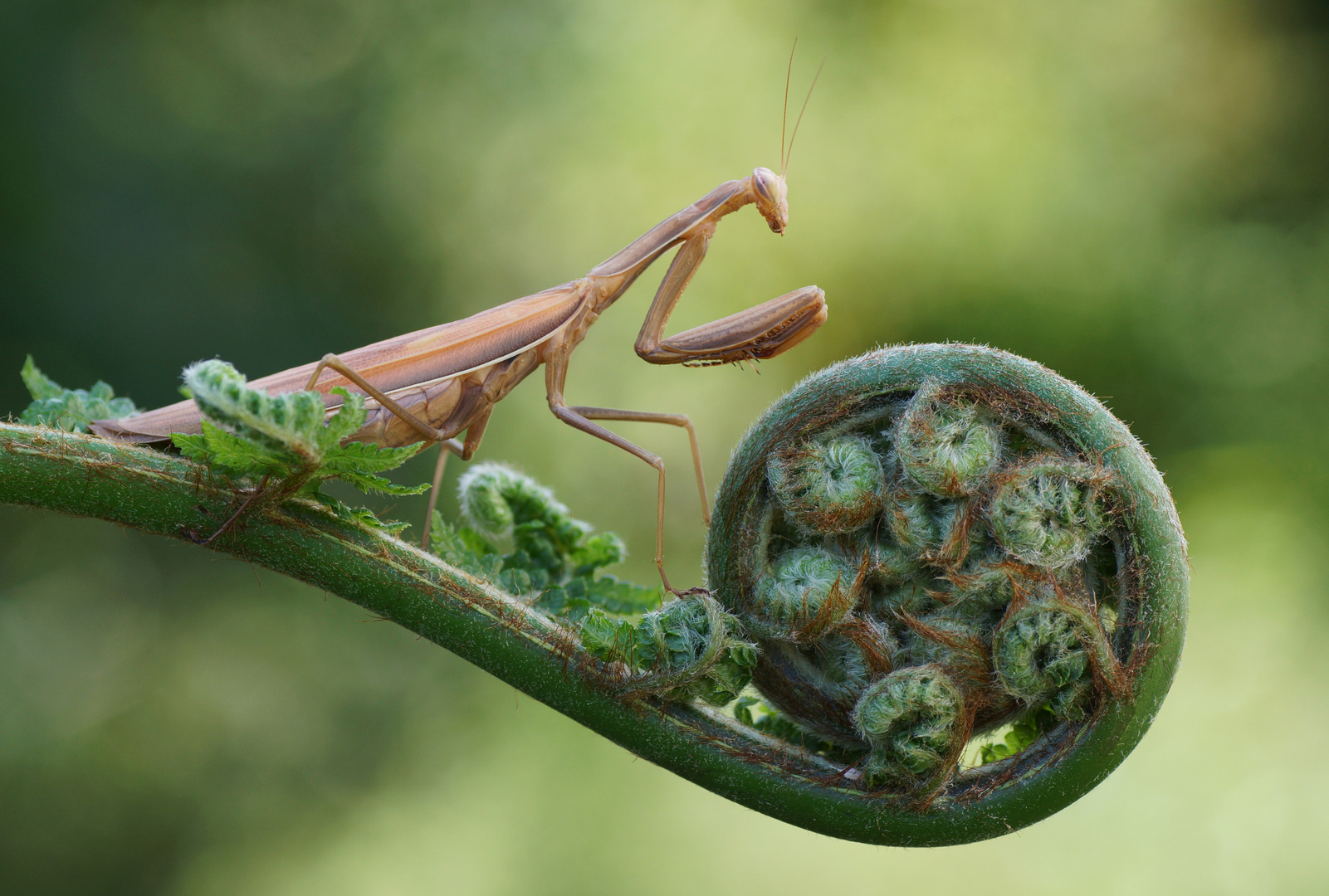 Mantis religiosa