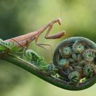 Mantis religiosa