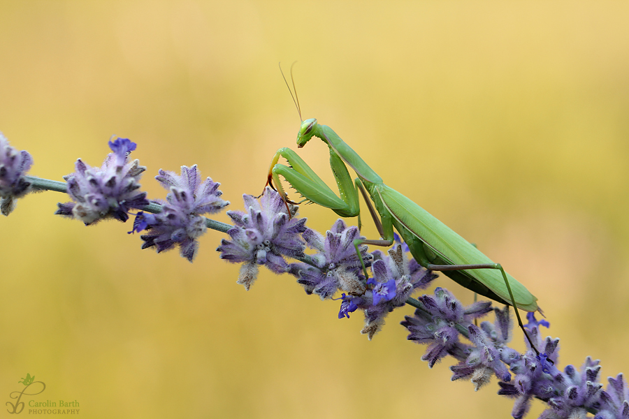 ~ mantis religiosa ~