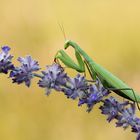 ~ mantis religiosa ~