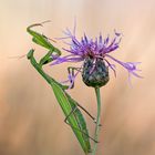 Mantis religiosa