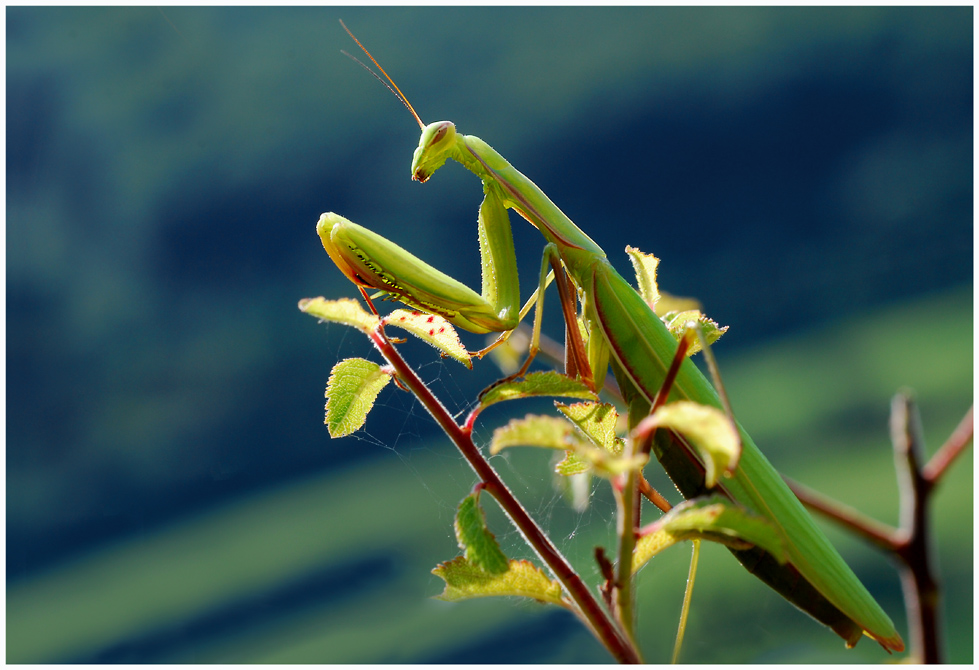 Mantis religiosa