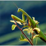 Mantis religiosa