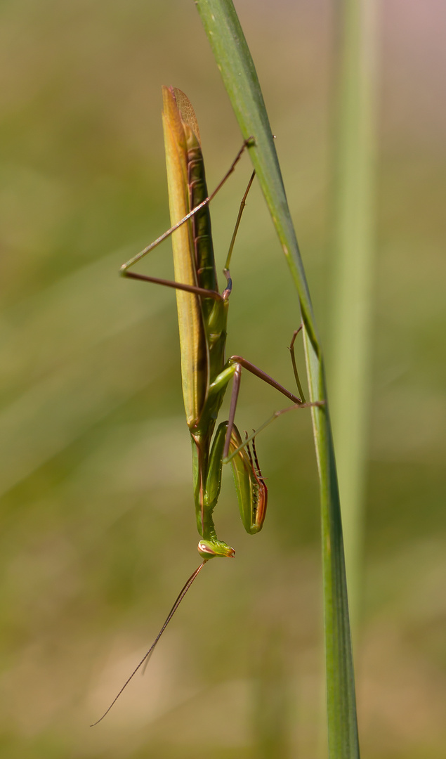 Mantis religiosa