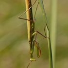 Mantis religiosa