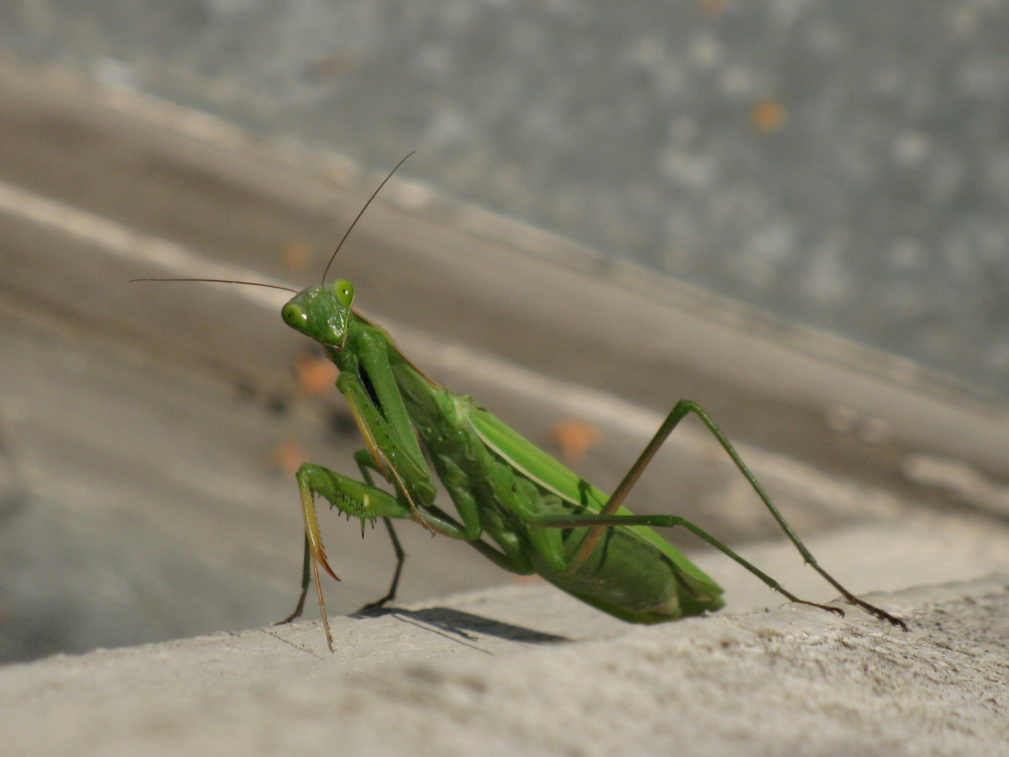 mantis religiosa