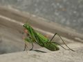 mantis religiosa von Vera M. Shulga 