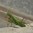 mantis religiosa