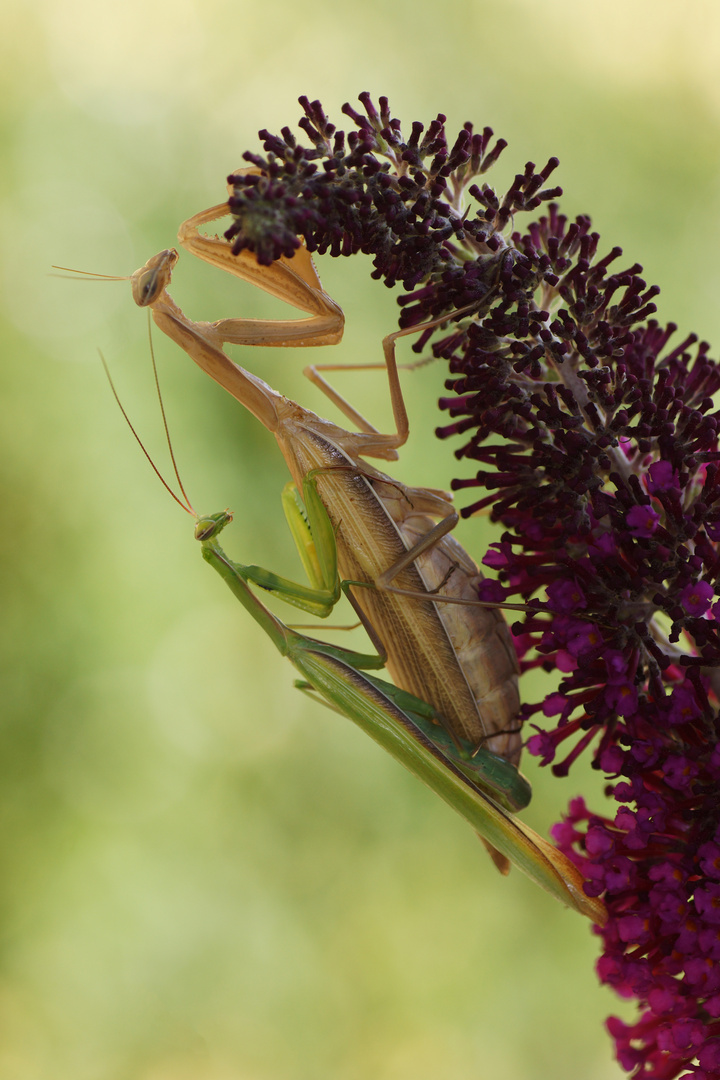 Mantis religiosa