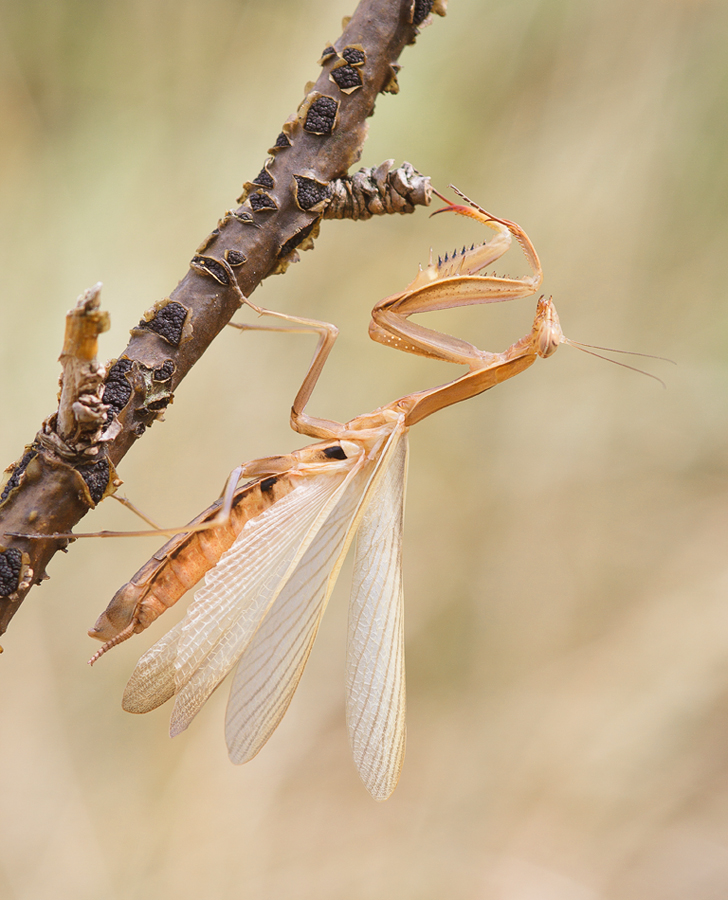 Mantis Religiosa