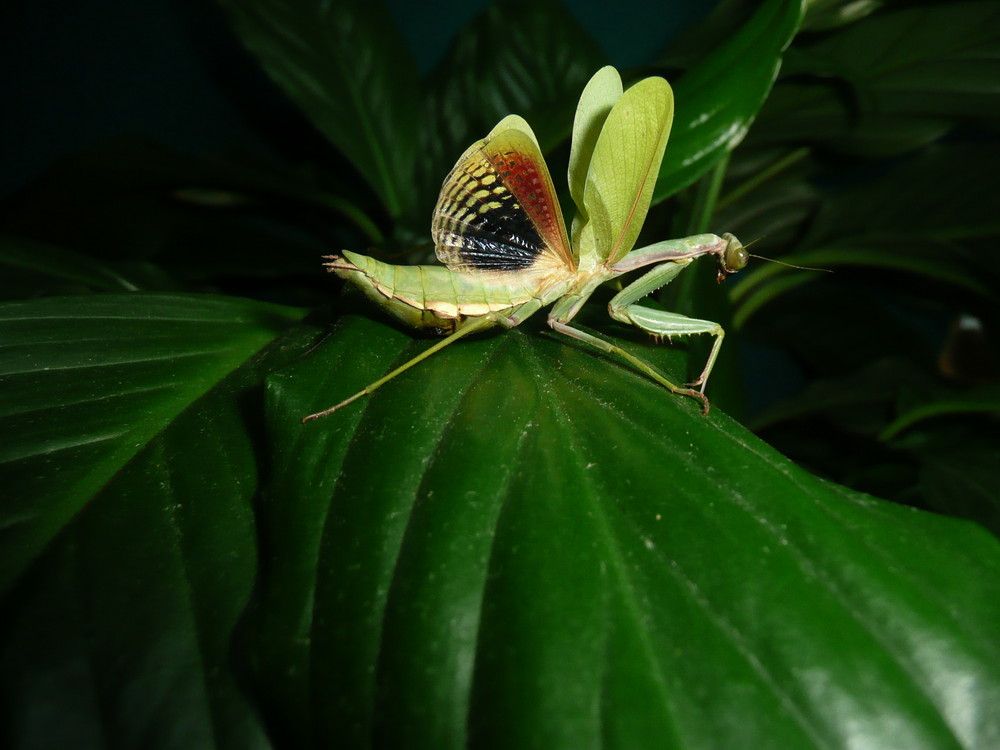 MANTIS RELIGIOSA