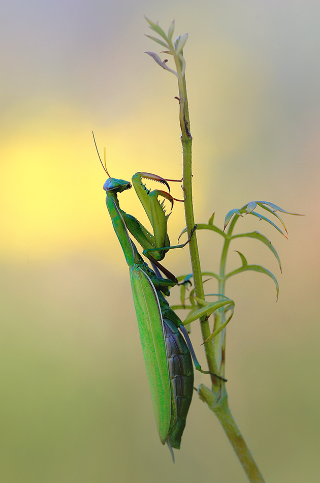 Mantis religiosa