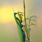 Mantis religiosa