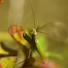 Mantis religiosa