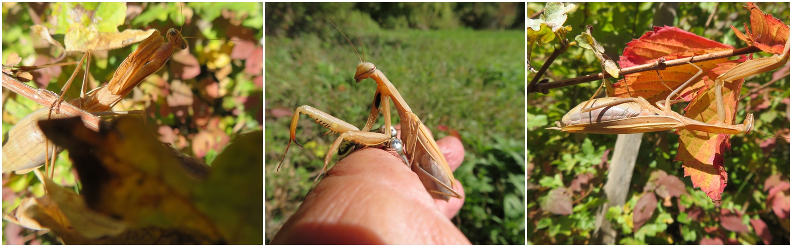  Mantis religiosa 