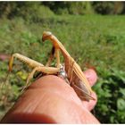  Mantis religiosa 