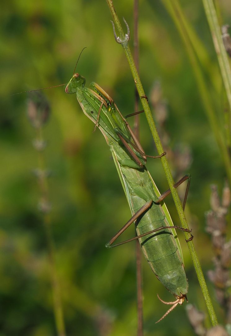 Mantis religiosa