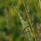 Mantis religiosa